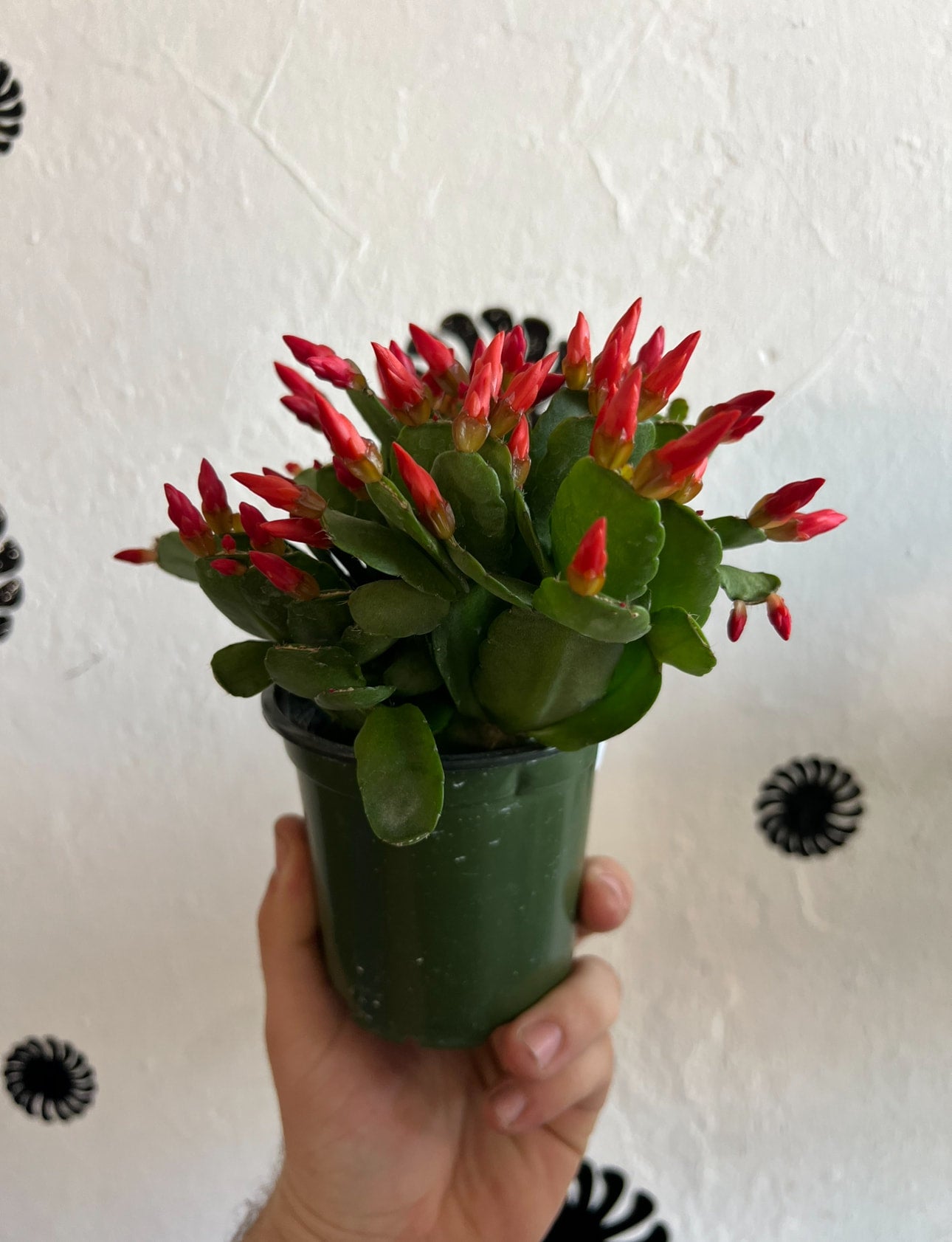cactus de craciun Weihnachtskaktus weiß